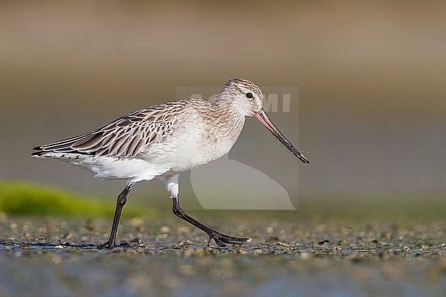 Bar-tailed Godwit - Pfuhlschnepfe - Limosa lapponica ssp. taymyrensis, Oman, adult, nonbreeding stock-image by Agami/Ralph Martin,
