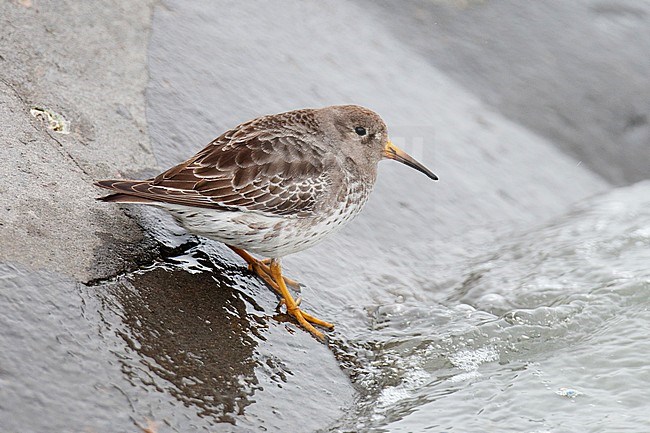 Paarse Strandloper, Purple Sandpiper stock-image by Agami/Arnold Meijer,