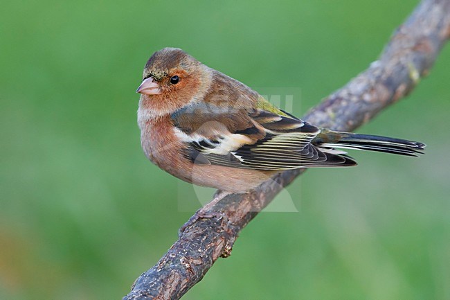 Mannetje Vink op een tak; Male Common Chaffinch perched on a branch stock-image by Agami/Daniele Occhiato,