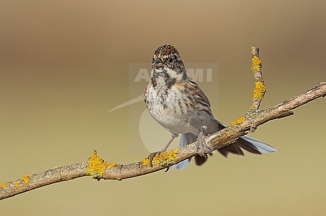 Common Reed Bunting, Emberiza schoeniclus stock-image by Agami/Alain Ghignone,