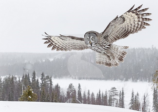 Hunting Great Grey Owl (Srix nebulosa) at Kuhmo, Finland. stock-image by Agami/Markus Varesvuo,