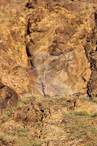 Siberian Ibex (Capra sibirica) on a steep brown coloured rock face in Mongolia. stock-image by Agami/James Eaton,