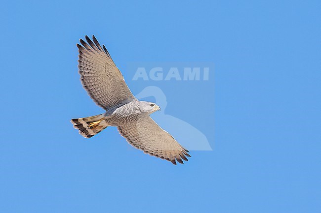 Adult 
Pima Co., AZ
April 2024 stock-image by Agami/Brian E Small,