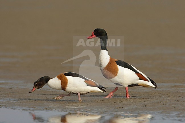 Bergeend twee adulten; Common Shelduck two adults stock-image by Agami/Arie Ouwerkerk,