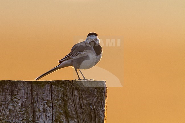 Adult White Wagtail (Motacilla alba) standing on a wooden pole with backlight. stock-image by Agami/Menno van Duijn,