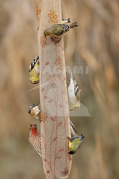 American & Lesser Goldfinches with House Sparrow on thistle sock
Kern Co., CA
March 2006 stock-image by Agami/Brian E Small,