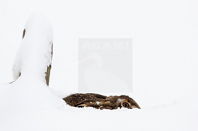 Europese Haas in de sneeuw, European Hare in the snow stock-image by Agami/Menno van Duijn,