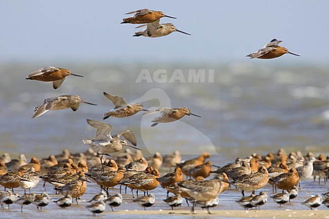 Rosse Grutto groep rustend op hoogwatervluchtplaats; Bar-tailed Godwit group resting stock-image by Agami/Arie Ouwerkerk,