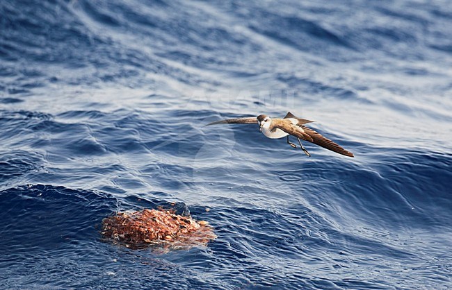 Bont Stormvogeltje vliegend boven chum; White-faced Storm Petrel flying above the chum stock-image by Agami/Marc Guyt,