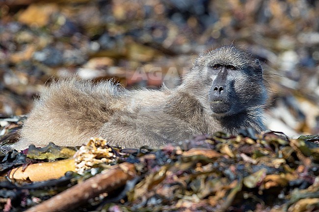 Cape Baboon (Papio ursinus), adult laid on the shore, Western Cape, South Africa stock-image by Agami/Saverio Gatto,