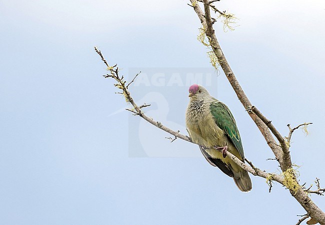 Lilac-crowned fruit dove (Ptilinopus rarotongensis goodwini) on Atiu island in French Polynesia.Also known as the Rarotonga fruit-dove or Cook Islands fruit-dove. stock-image by Agami/Pete Morris,