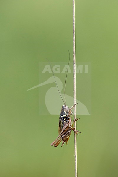 Greppelsprinkhaan; Roesel's bush-cricket; stock-image by Agami/Walter Soestbergen,