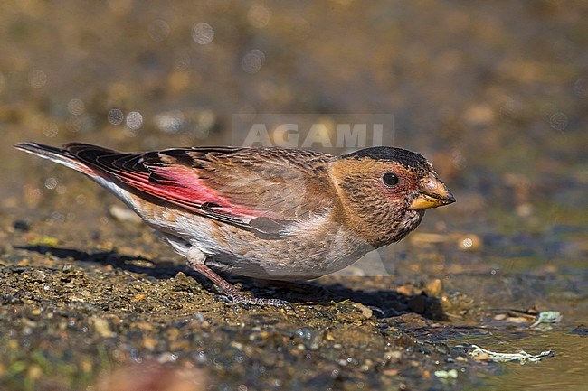 Eurasian Crimson-winged Finch; Rhodopechys sanguineus stock-image by Agami/Daniele Occhiato,