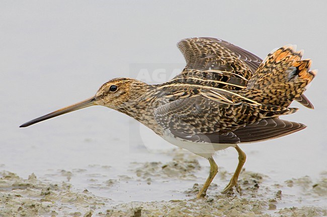 Common Snipe standing in the water; Watersnip staand in het water stock-image by Agami/Daniele Occhiato,