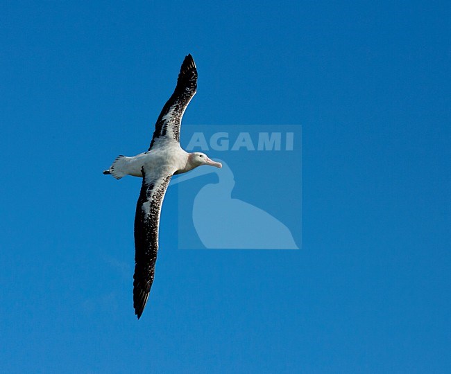 Grote Albatros vliegend; Snowy (Wandering) Albatross flying stock-image by Agami/Marc Guyt,