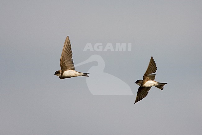 Sand Martin flying; Oeverzwaluw vliegend stock-image by Agami/Marc Guyt,