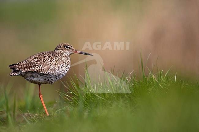 Tureluur in gras; Common Redshank adult in gras stock-image by Agami/Kristin Wilmers,