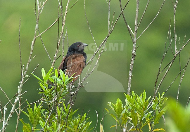 Toeloespoorkoekoek, Madagascar Coucal stock-image by Agami/Roy de Haas,