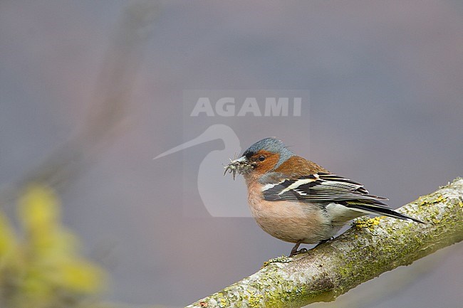 Vink, Common Chaffinch stock-image by Agami/Menno van Duijn,