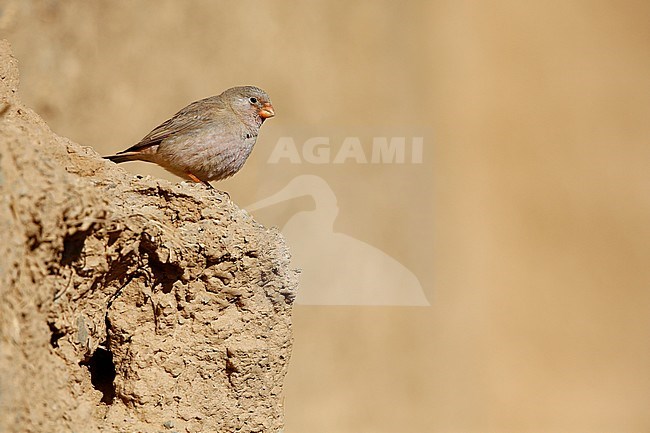 Adult Trumpeter Finch (Bucanetes githagineus) perched on side of ol building in Merzouga, Morocco, during winter. stock-image by Agami/Chris van Rijswijk,