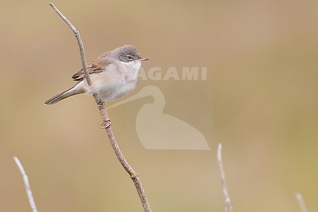 Grasmus, Common Whitethroat, Sylvia communis male perched in top singing stock-image by Agami/Menno van Duijn,