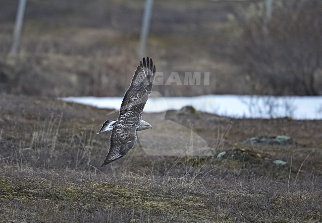 Rough-legged Buzzard hunting, Ruigpootbuizerd jagend stock-image by Agami/Markus Varesvuo,