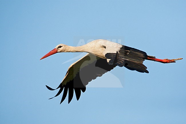 Ooievaar volwassen vliegend; White Stork adult flying stock-image by Agami/Marc Guyt,