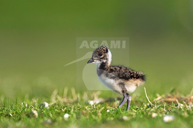 Kievit, Northern Lapwing, Vanellus vanellus stock-image by Agami/Marc Guyt,