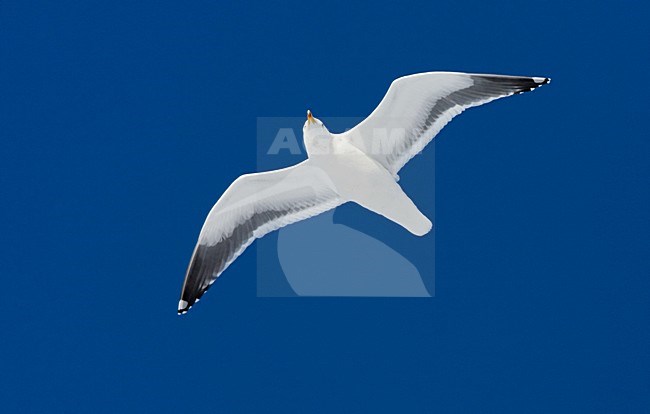 Kamtsjatkameeuw volwassen vliegend; Slaty-backed Gull adult flying stock-image by Agami/Marc Guyt,