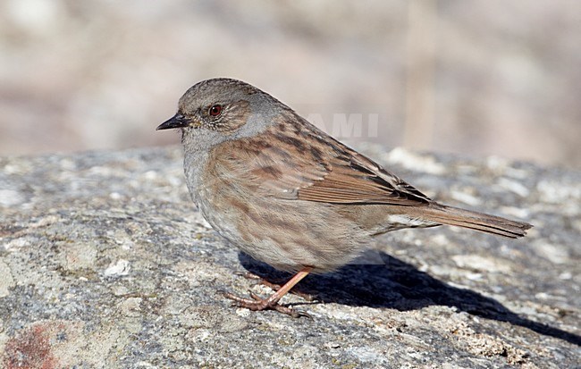 Heggenmus op een rots; Dunnock perched on a rock stock-image by Agami/Markus Varesvuo,