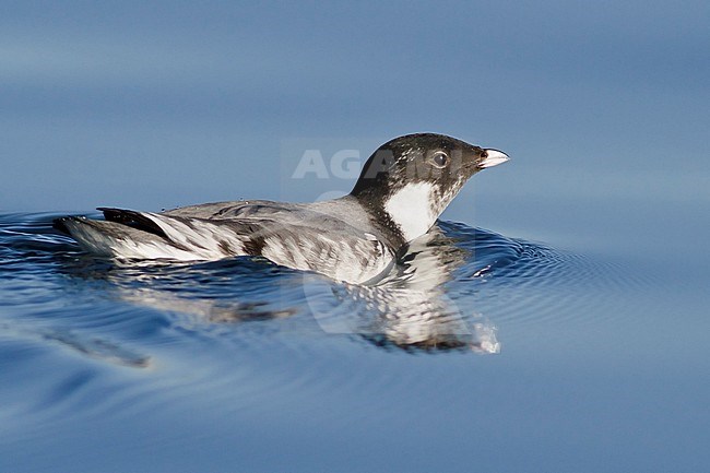 Ancient Murrelet (Synthliboramphus antiquus) swimming on the ocean near Victoria, BC, Canada. stock-image by Agami/Glenn Bartley,