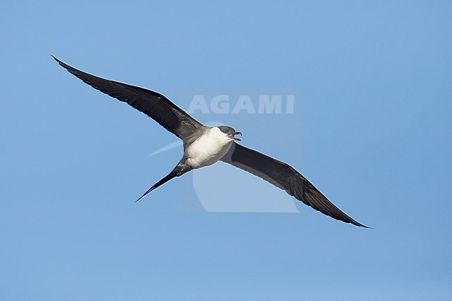 Adult Long-tailed Skua (Stercorarius longicaudus) in flight against blue sky as background on Seward Peninsula, Alaska, United States during spring. stock-image by Agami/Brian E Small,