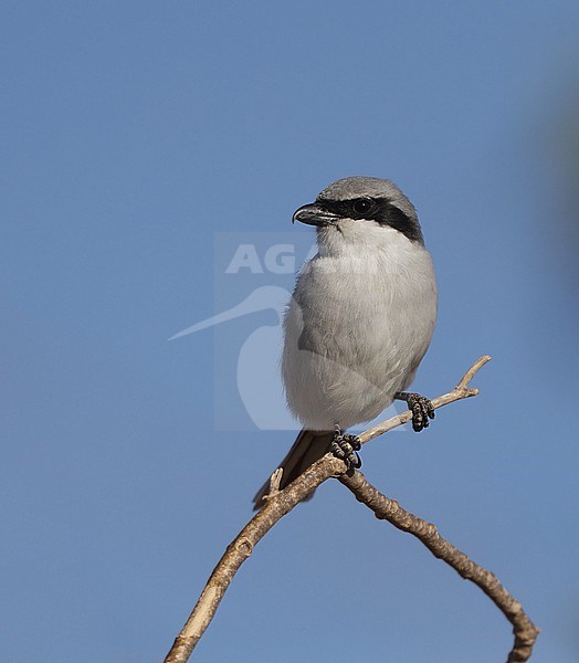 Great Grey Shrike (Lanius excubitor koenigi) perched adult at Fuerteventura, Canary Islands, Spain stock-image by Agami/Helge Sorensen,