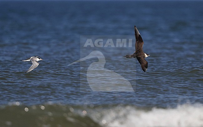 Arctic Skua (Stercorarius parasiticus), second summer pale morph at Blåvands Huk, Denmark. stock-image by Agami/Helge Sorensen,