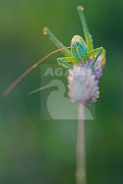 Grote Groene Sabelsprinkhaan, Great Green Bush-cricket stock-image by Agami/Menno van Duijn,