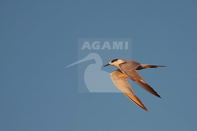 Common Tern - Flussseeschwalbe - Sterna hirundo ssp. hirundo, Germany, 2nd cy. stock-image by Agami/Ralph Martin,