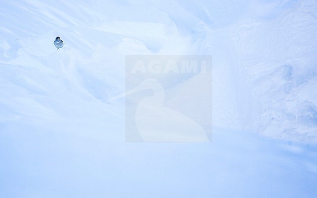 White-winged Snowfinch - Schneesperling - Montifringilla nivalis ssp. nivalis, Switzerland, winter plumage stock-image by Agami/Ralph Martin,