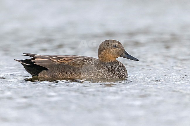 Gadwall; Anas strepera stock-image by Agami/Daniele Occhiato,