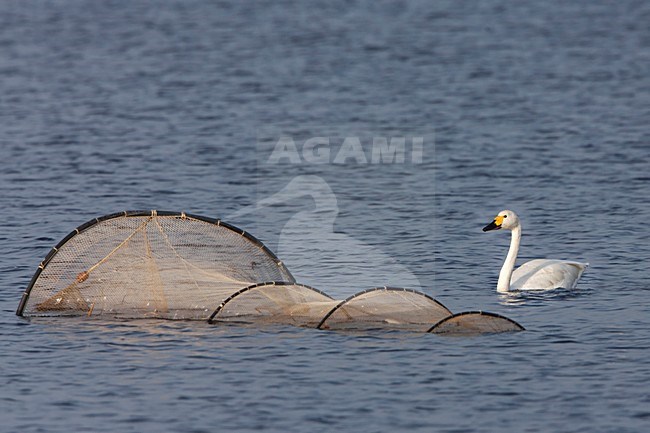 Kleine Zwaan bij een palingfuik; Bewick's Swan near eel-trap stock-image by Agami/Rob Olivier,