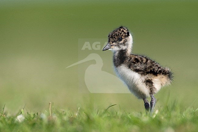 Kievit jong; Northern Lapwing young stock-image by Agami/Marc Guyt,