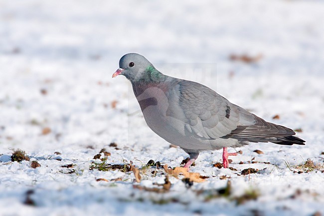 Holenduif foeragerend in de sneeuw, Stock Dove foraging in snow stock-image by Agami/Wil Leurs,
