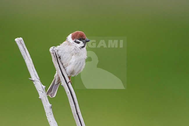 Eurasian Tree Sparrow - Feldsperling - Passer montanus ssp. montanus, adult, Kazakhstan stock-image by Agami/Ralph Martin,