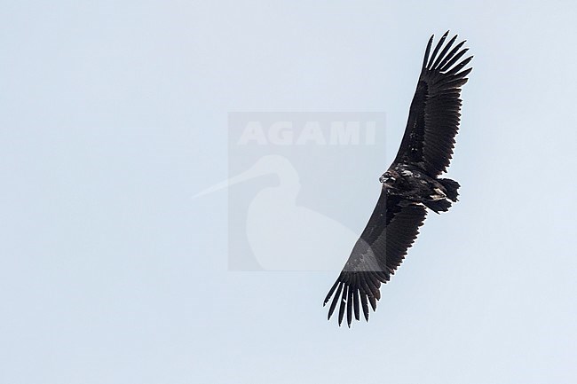 Cinereous Vulture (Aegypius monachus), Russia (Baikal), 2nd cy in flight, seen from below. stock-image by Agami/Ralph Martin,