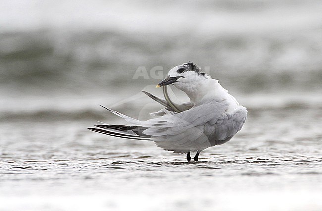 Adult winter Grote Stern, Adult winter Sandwich Tern stock-image by Agami/Karel Mauer,