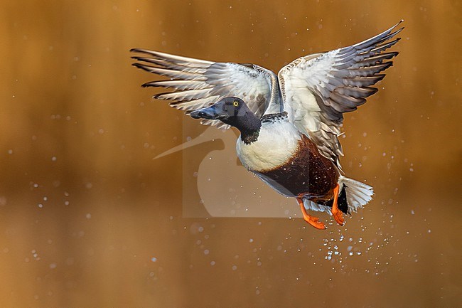 Male Northern Shoveler (Spatula clypeata) in Italy. stock-image by Agami/Daniele Occhiato,