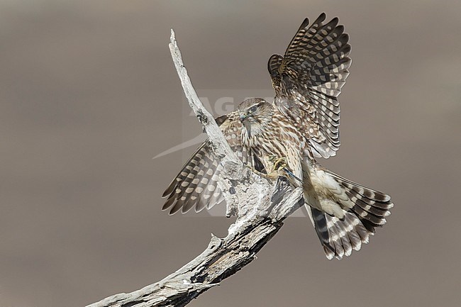 Adult female Taiga Merlin (Falco columbarius columbarius) wintering in Riverside County, California, in November. Landing on a dead branch against a dull brown background. stock-image by Agami/Brian E Small,