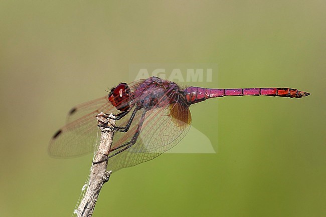 Mannetje Purperlibel, Male Trithemis annulata stock-image by Agami/Wil Leurs,