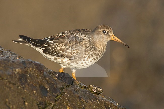 Purple Sandpiper standing; Paarse Strandloper staand stock-image by Agami/Marc Guyt,