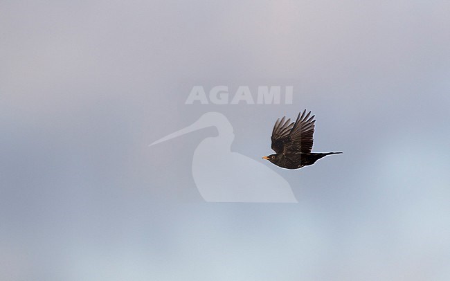 Adult male Common Blackbird (Turdus merula merula) in flight against sky at Nivå, Denmark stock-image by Agami/Helge Sorensen,