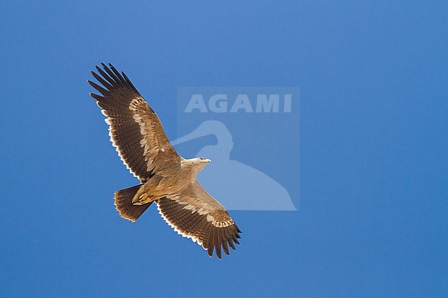 Steppe Eagle - Steppenadler - Aquila nipalensis, Oman, 2nd cy stock-image by Agami/Ralph Martin,